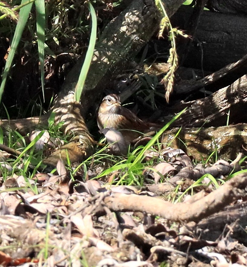 Swamp Sparrow - ML642828545