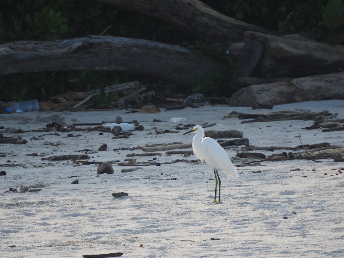 Snowy Egret - ML642828547