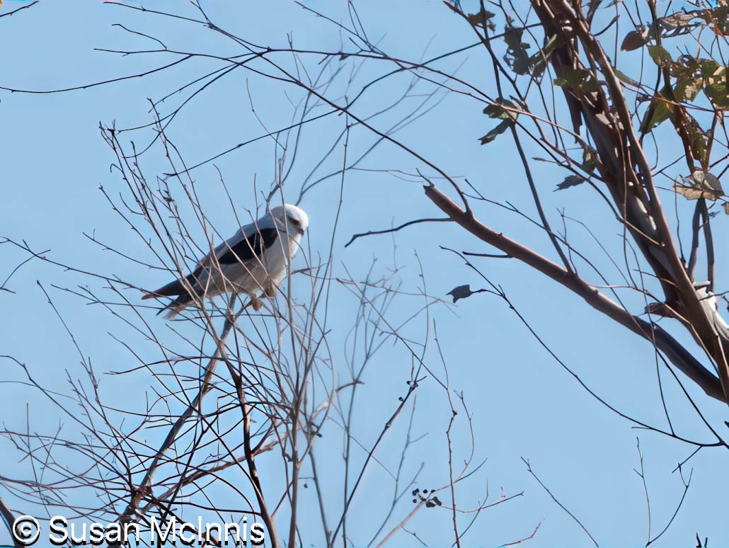 Black-shouldered Kite - ML642828549