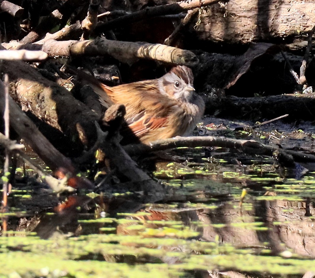Swamp Sparrow - ML642828550