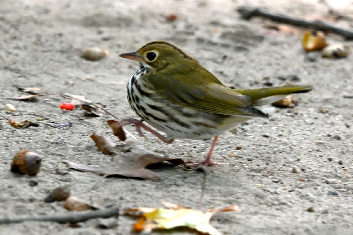 Scarlet Tanager - ML642828551