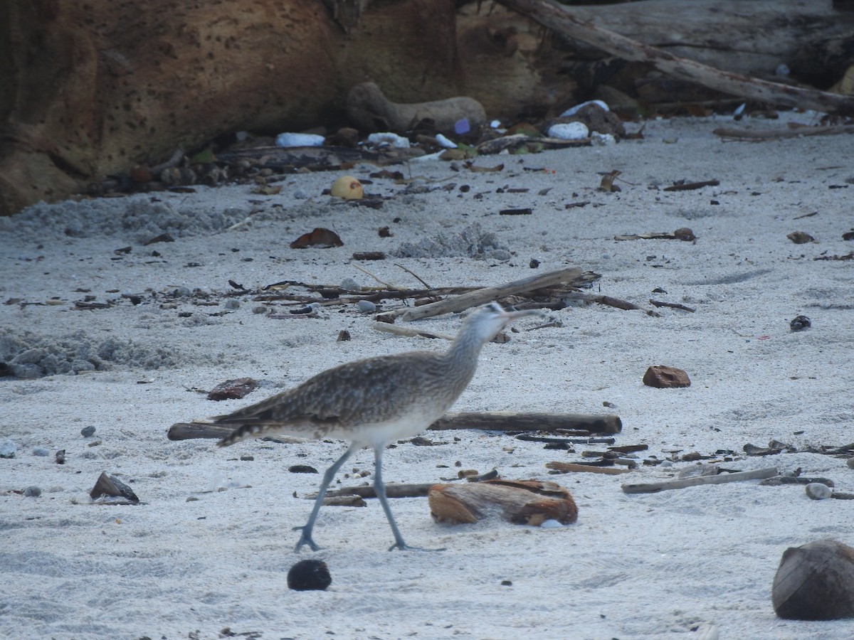 Whimbrel - ML642828554