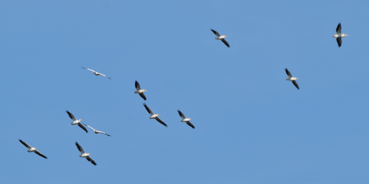 American White Pelican - ML642828555