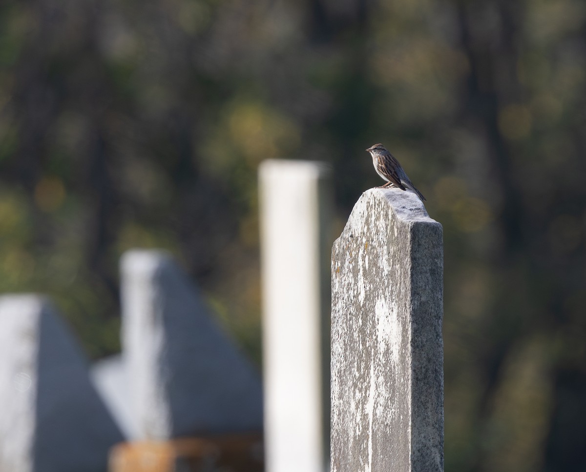 Chipping Sparrow - ML642828556