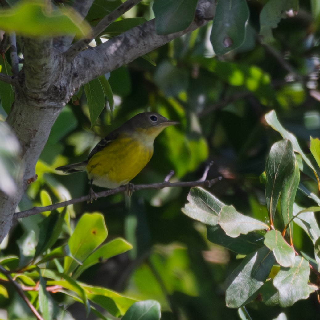 Magnolia Warbler - ML642828557