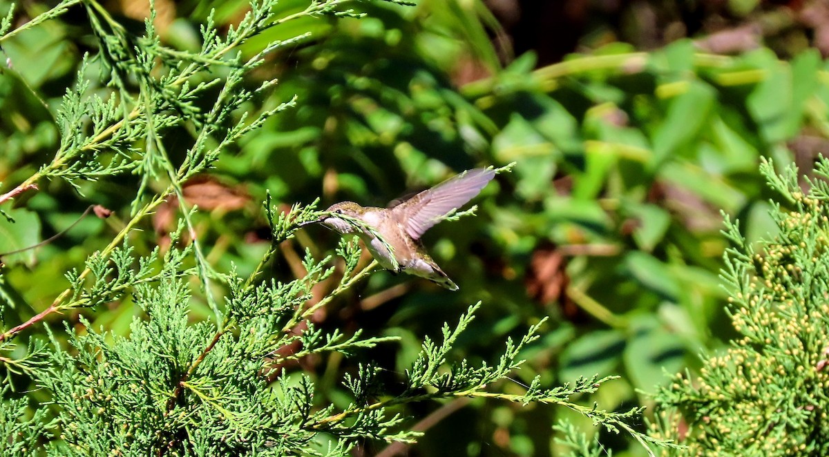 Ruby-throated Hummingbird - ML642828558