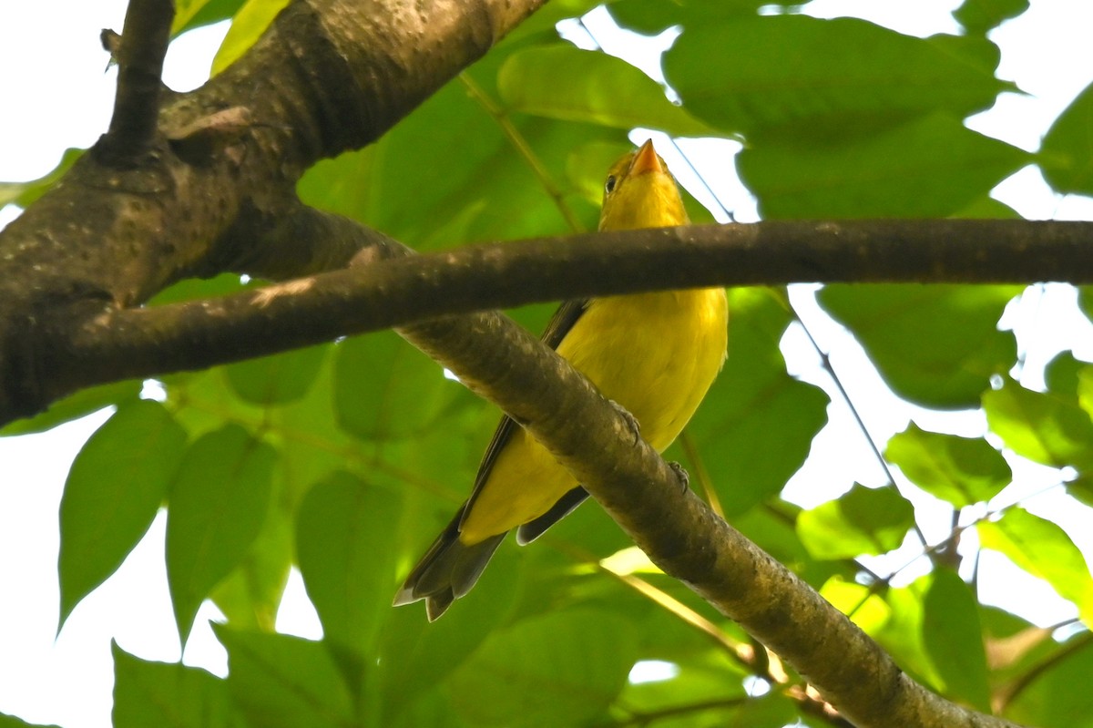 Scarlet Tanager - ML642828559