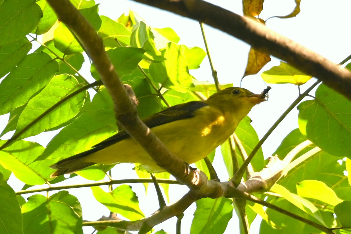 Scarlet Tanager - ML642828560