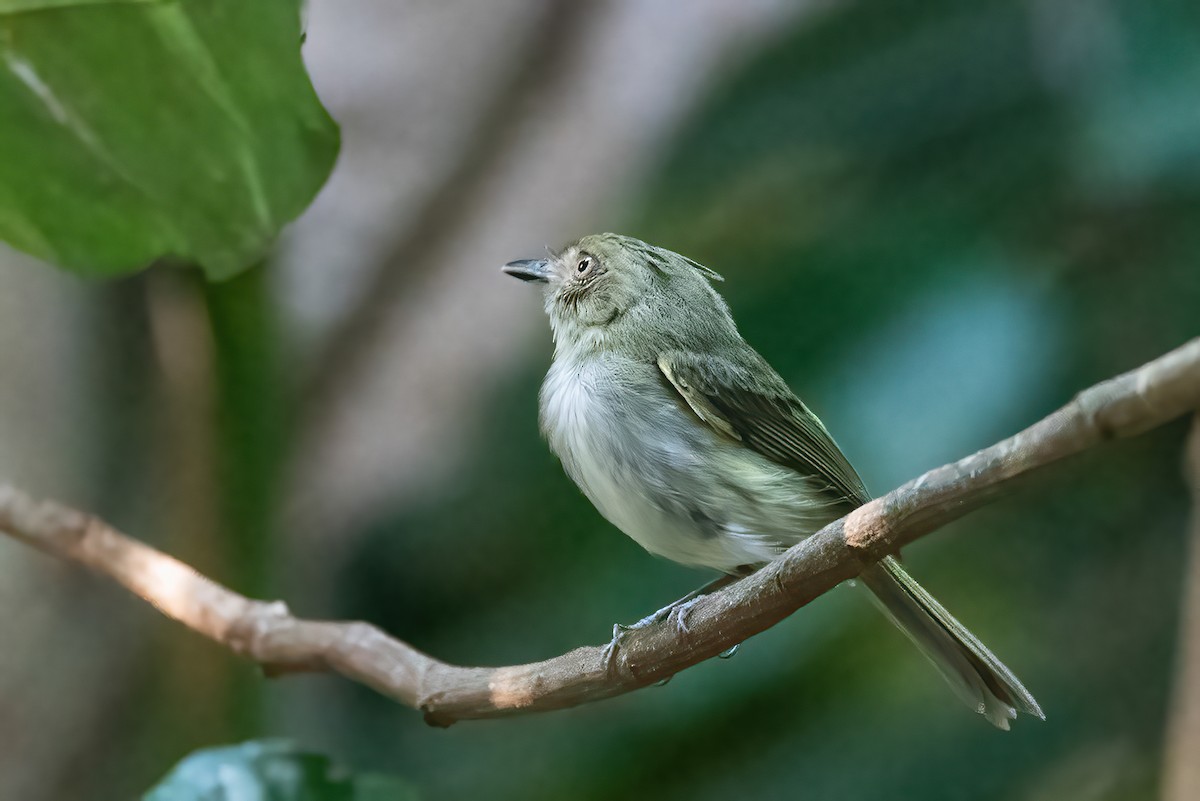 Helmeted Pygmy-Tyrant - ML642828572
