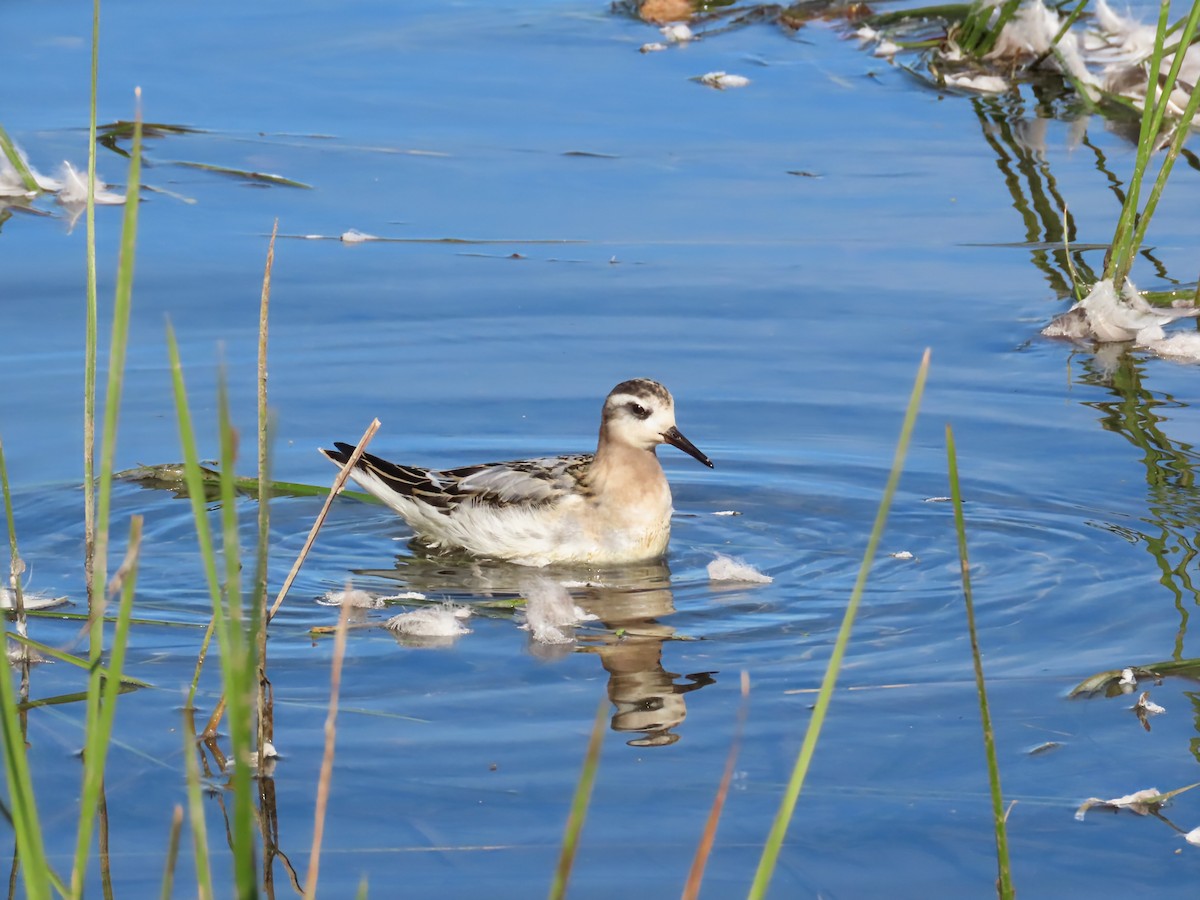 Red Phalarope - ML642828584