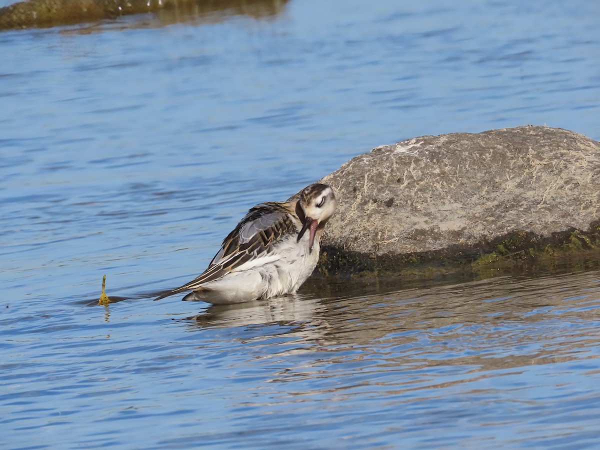 Red Phalarope - ML642828585