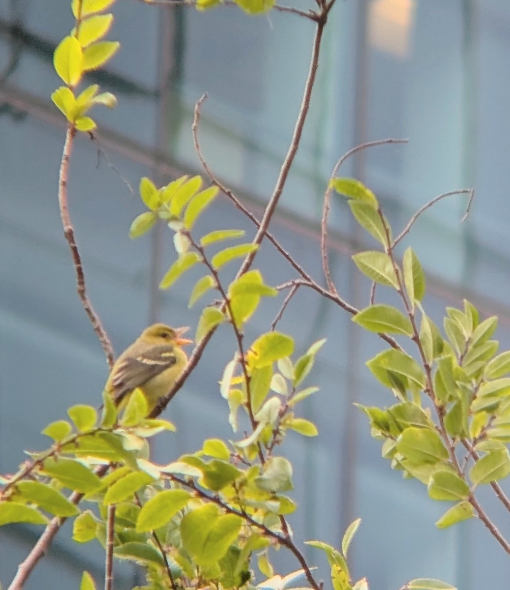 Western Tanager - ML642828591