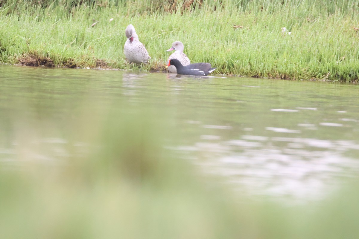 Cape Teal - ML642828594