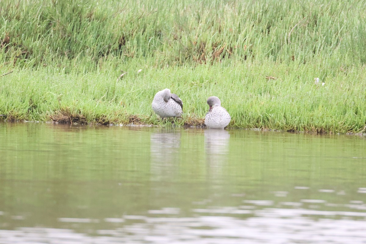 Cape Teal - ML642828596