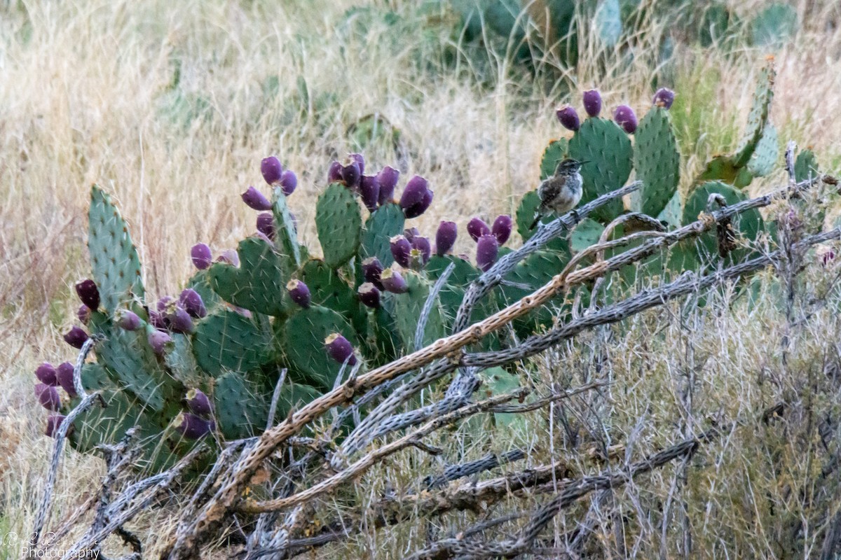 Cactus Wren - ML642828601