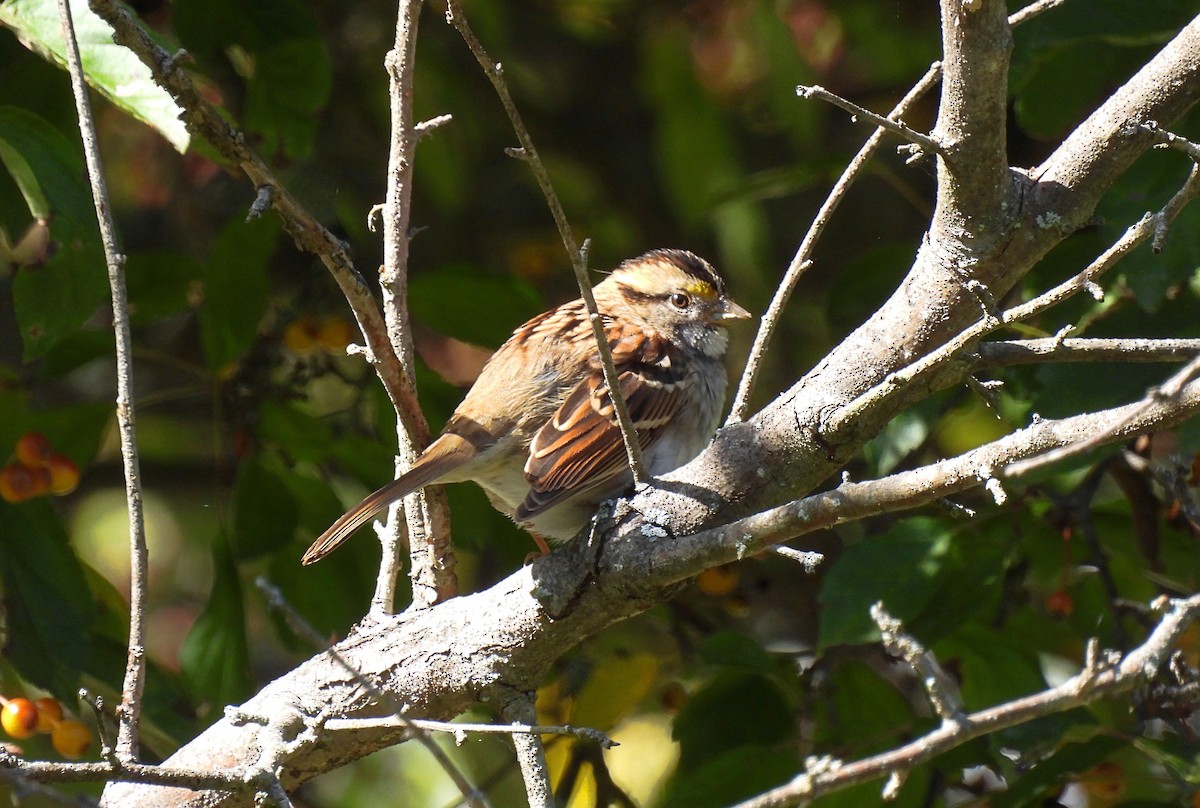 White-throated Sparrow - ML642828602