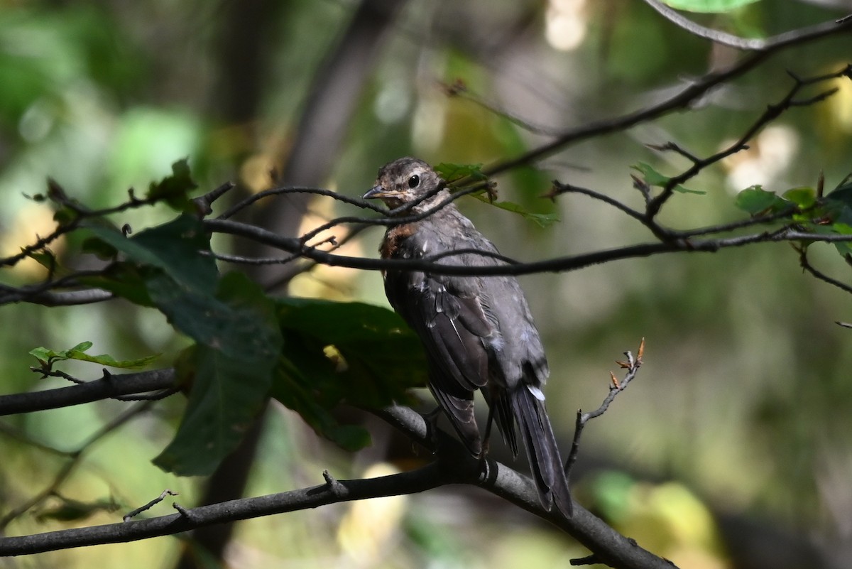 American Robin - ML642828604