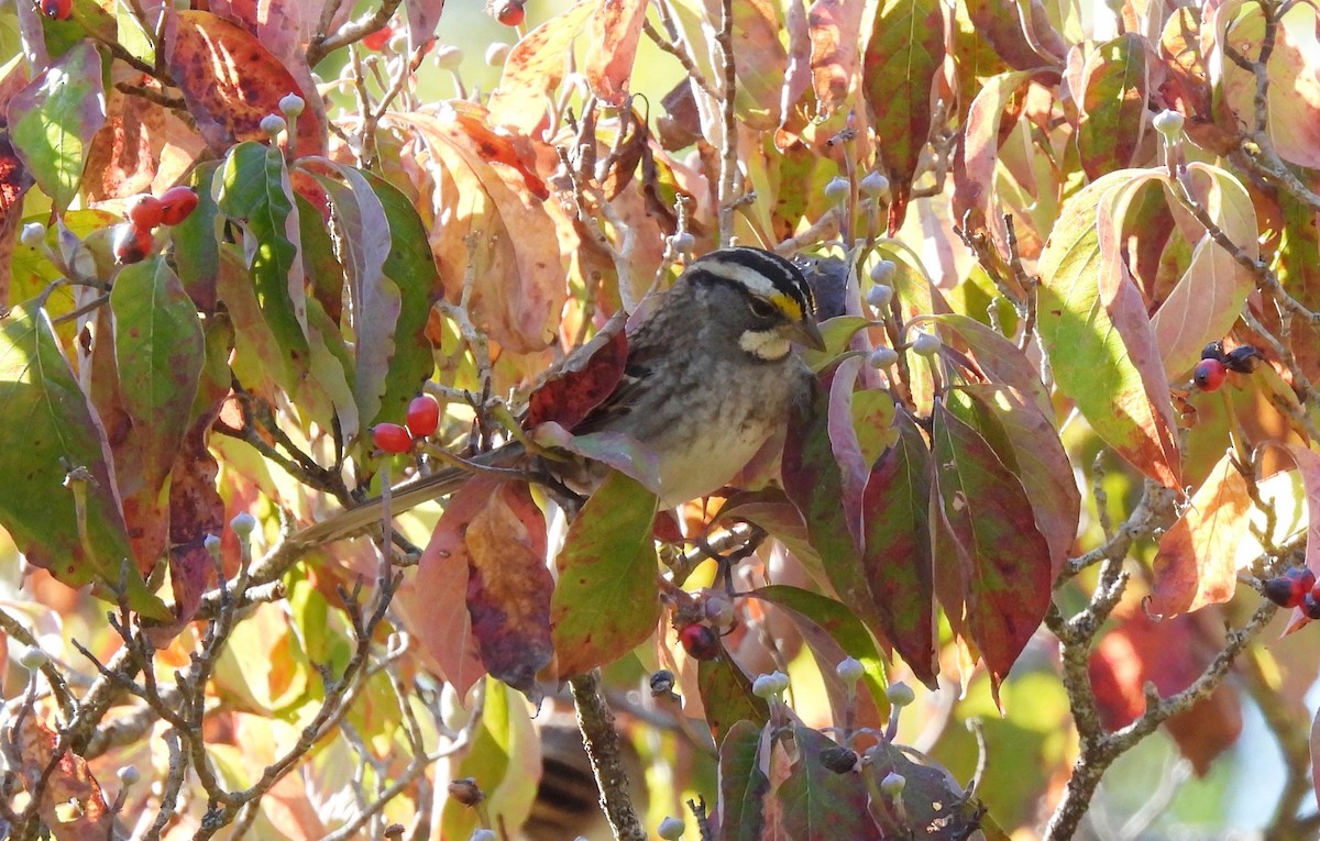 White-throated Sparrow - ML642828605