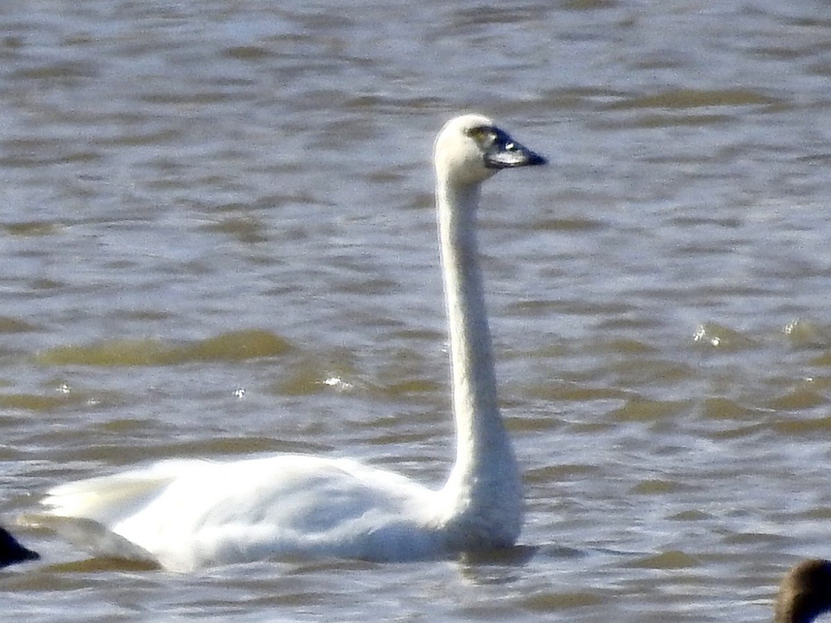 Tundra Swan - ML642828608