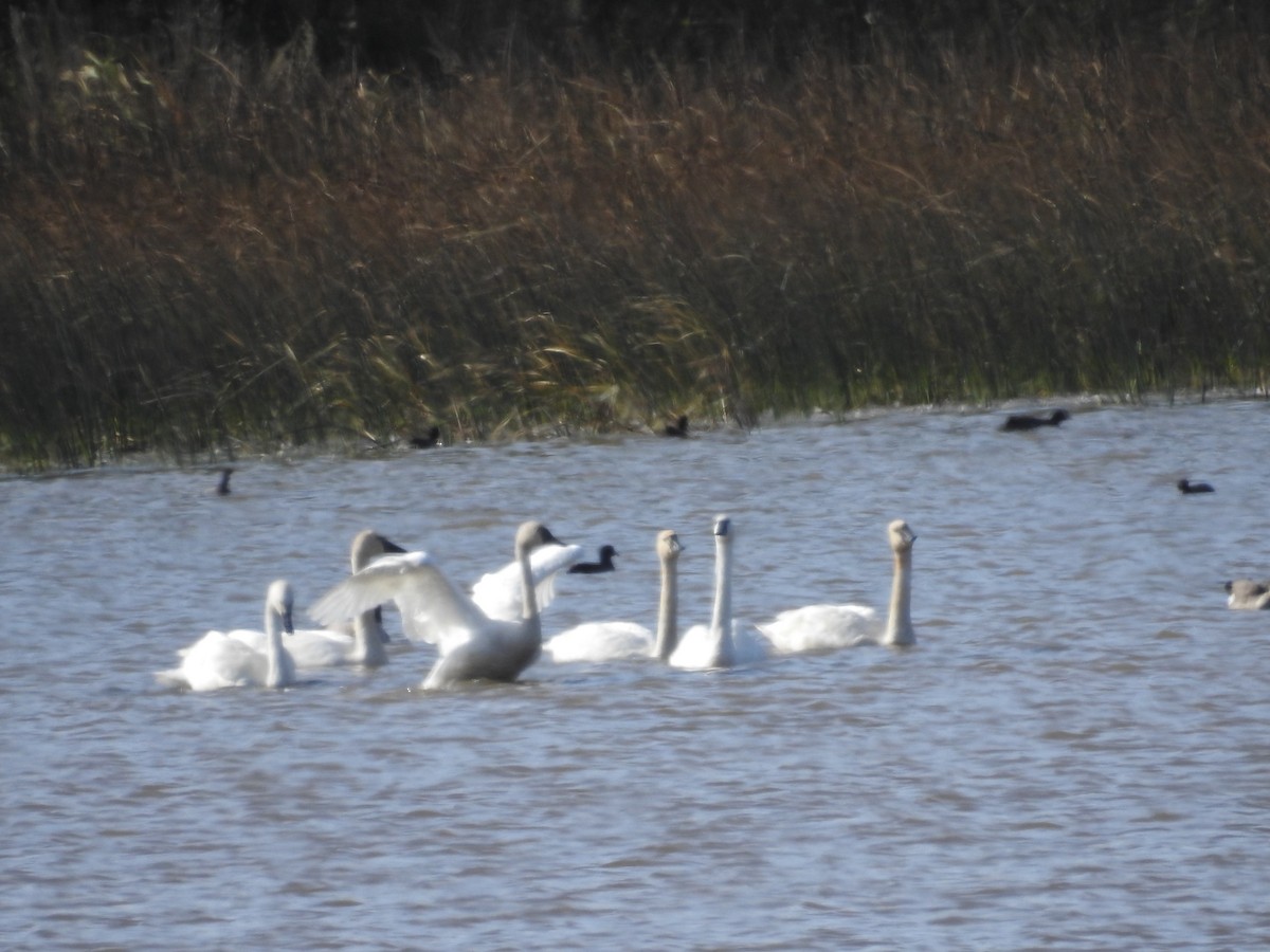 Tundra Swan - ML642828609