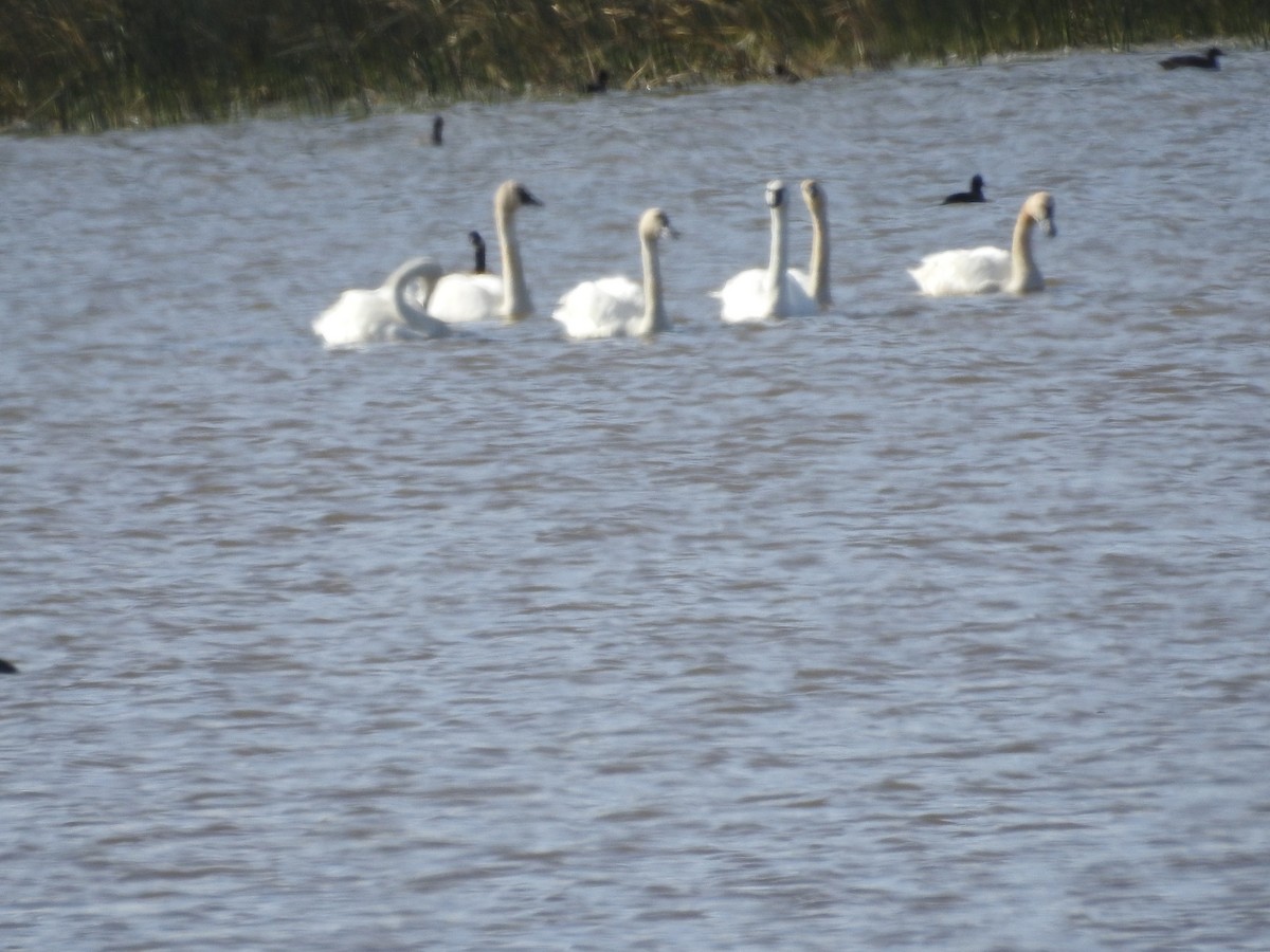 Tundra Swan - ML642828610