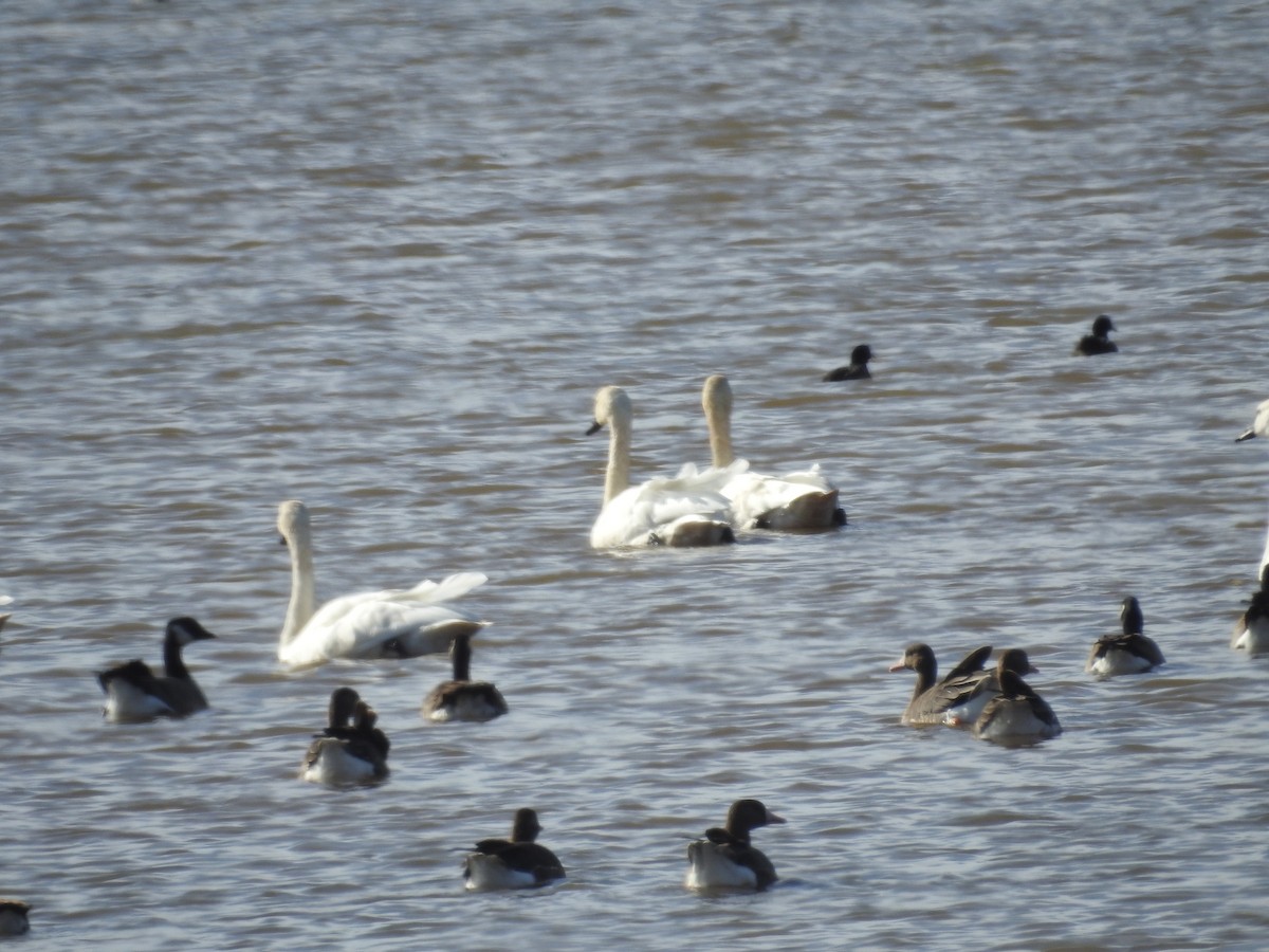 Tundra Swan - ML642828611