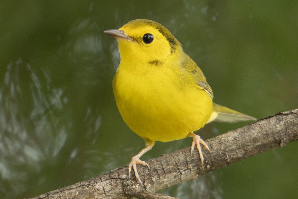Hooded Warbler - ML642828622