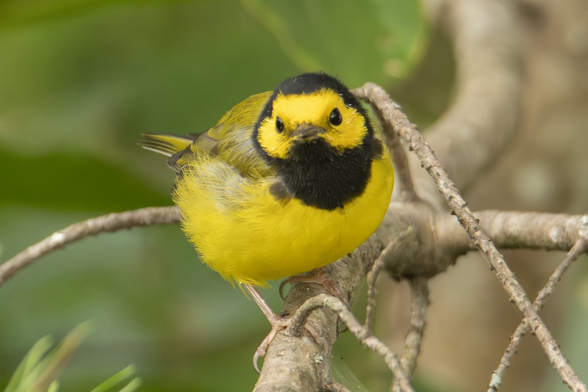 Hooded Warbler - ML642828623