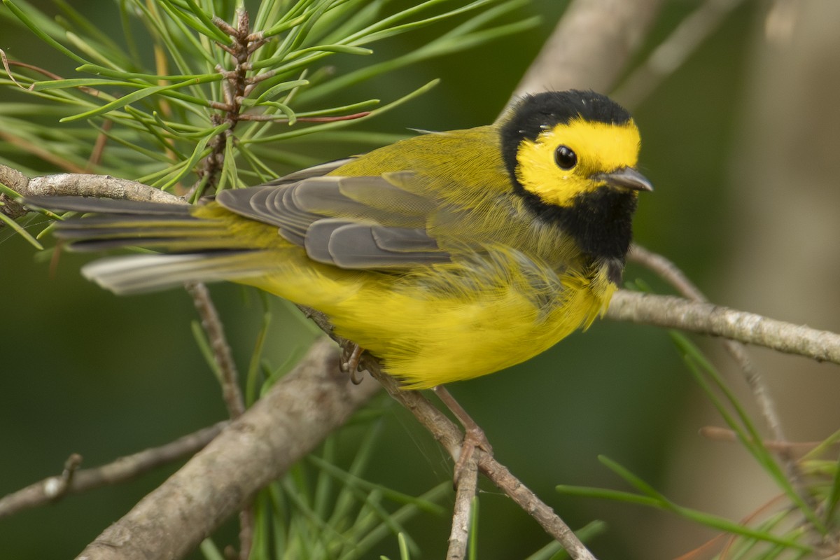 Hooded Warbler - ML642828624