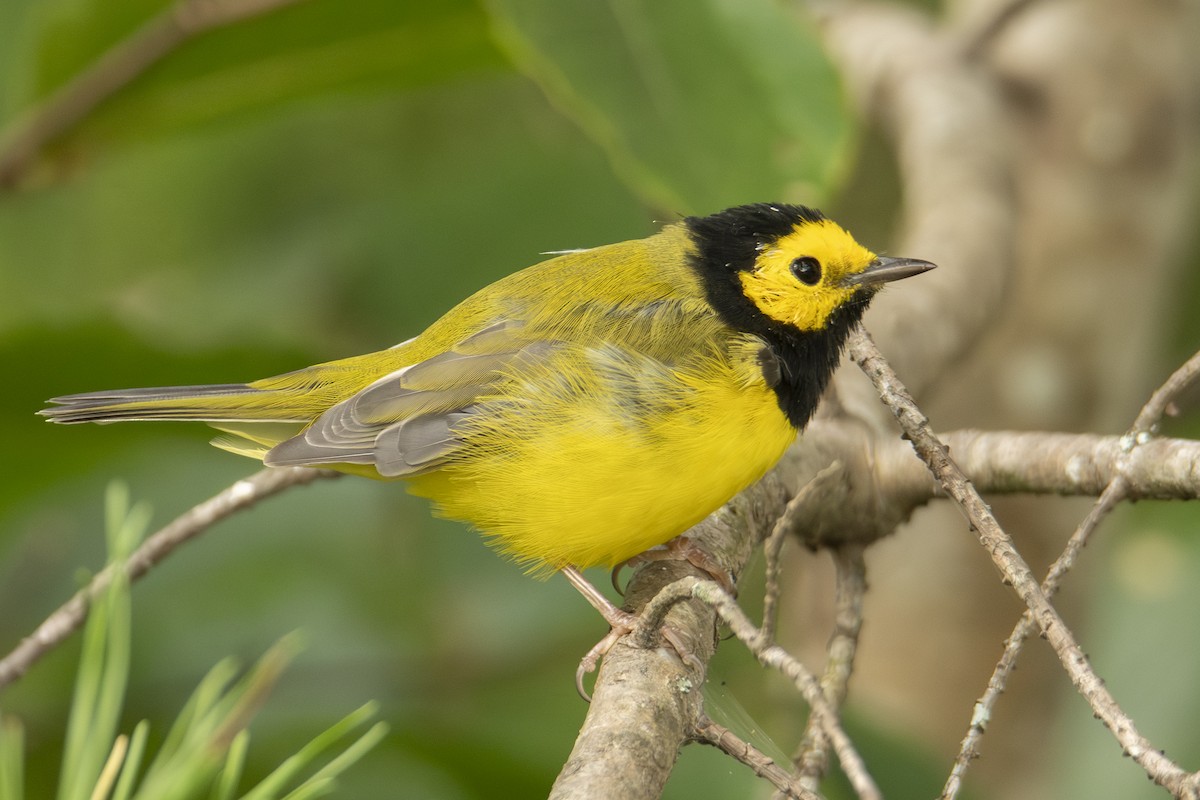 Hooded Warbler - ML642828625