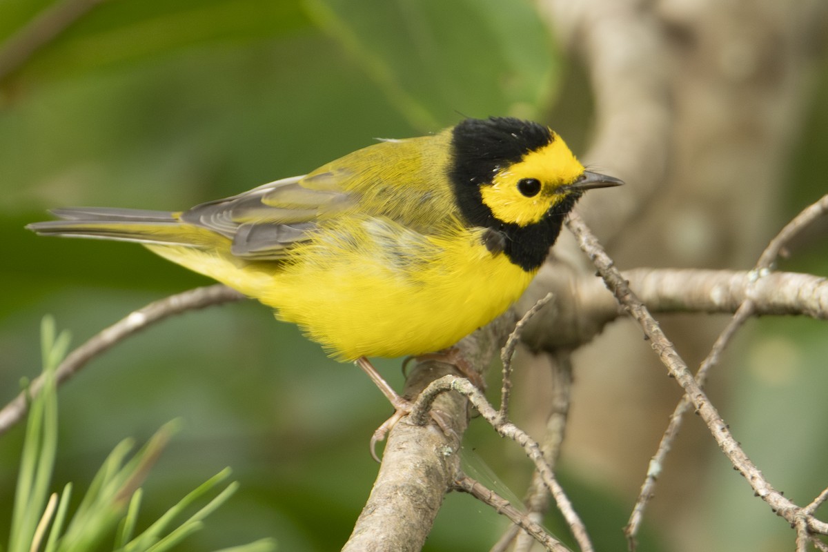 Hooded Warbler - ML642828626