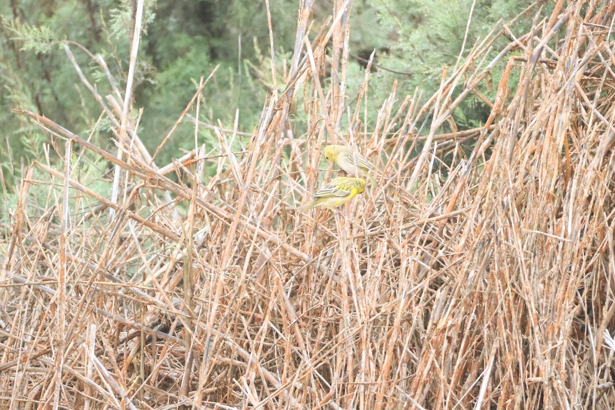 Southern Masked-Weaver - ML642828629