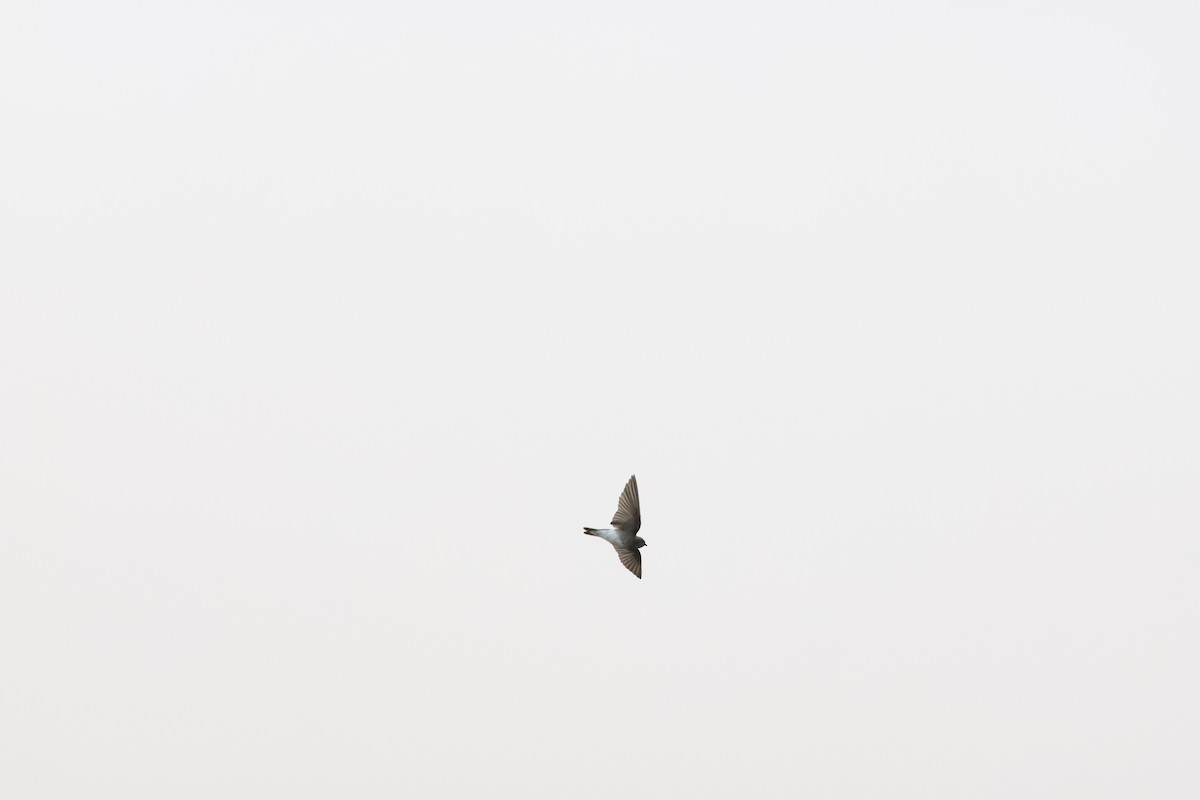 Plain Martin - ML642828633