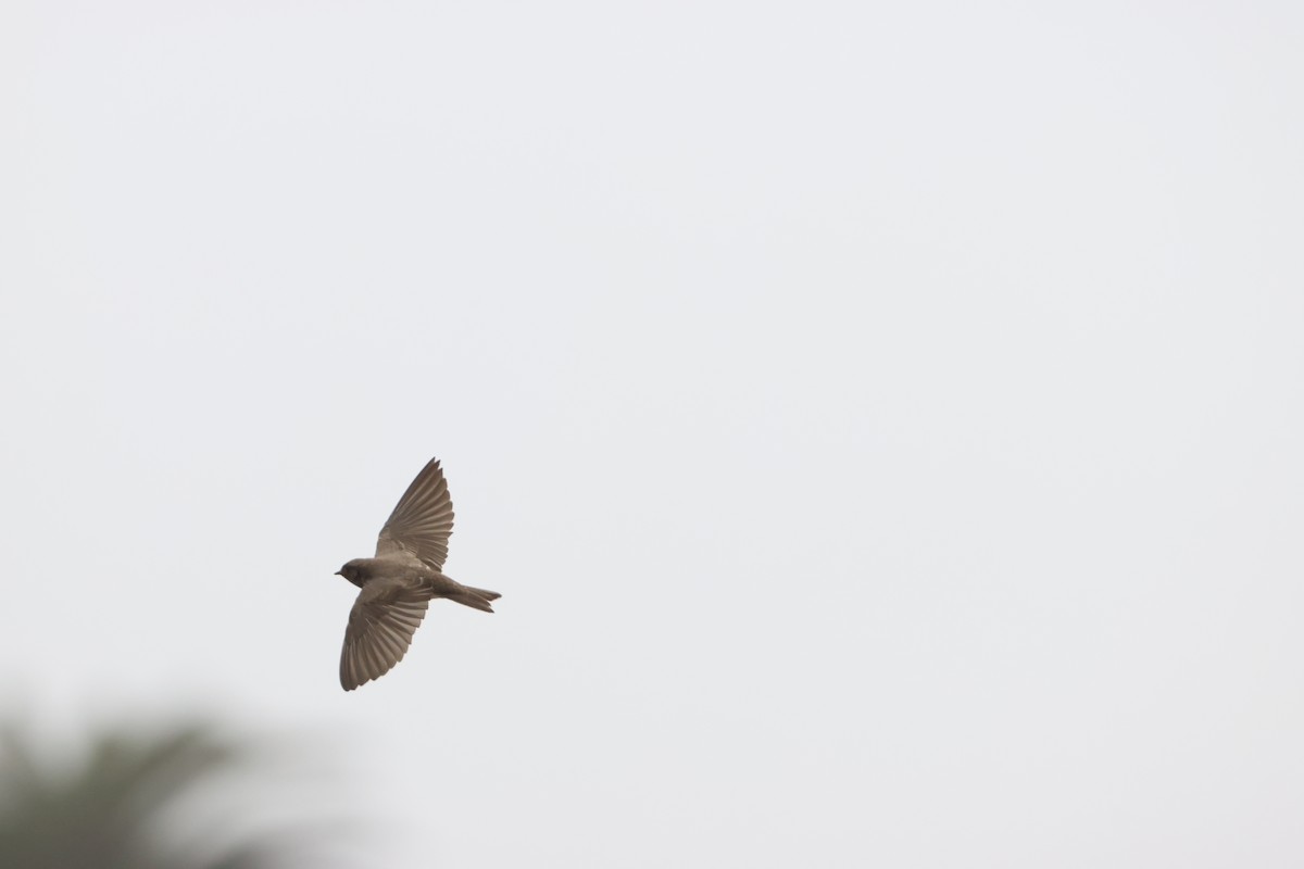 Plain Martin - ML642828635