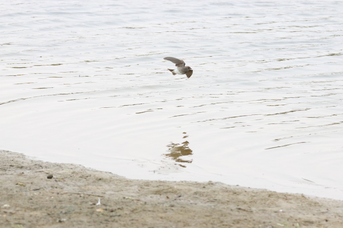 Plain Martin - ML642828636