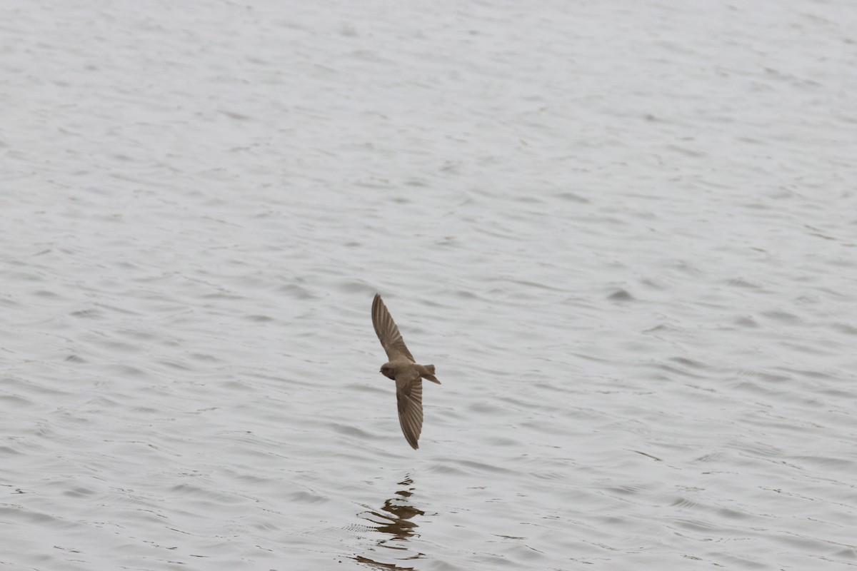 Plain Martin - ML642828637