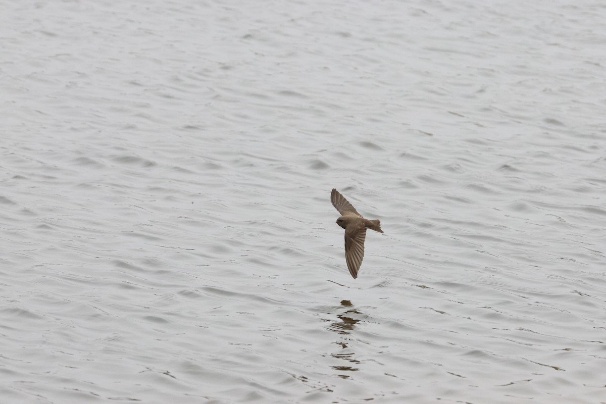 Plain Martin - ML642828638