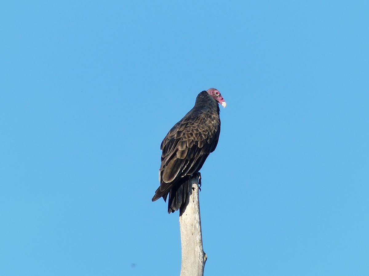 eBird Checklist - 2 Oct 2025 - Uniontown Dam (John T. Myers Locks & Dam ...