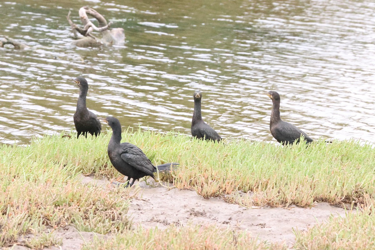 Crowned Cormorant - ML642828642