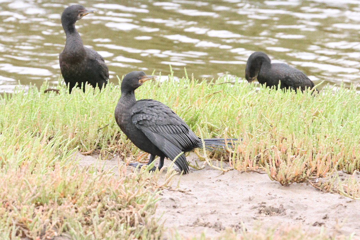 Crowned Cormorant - ML642828643