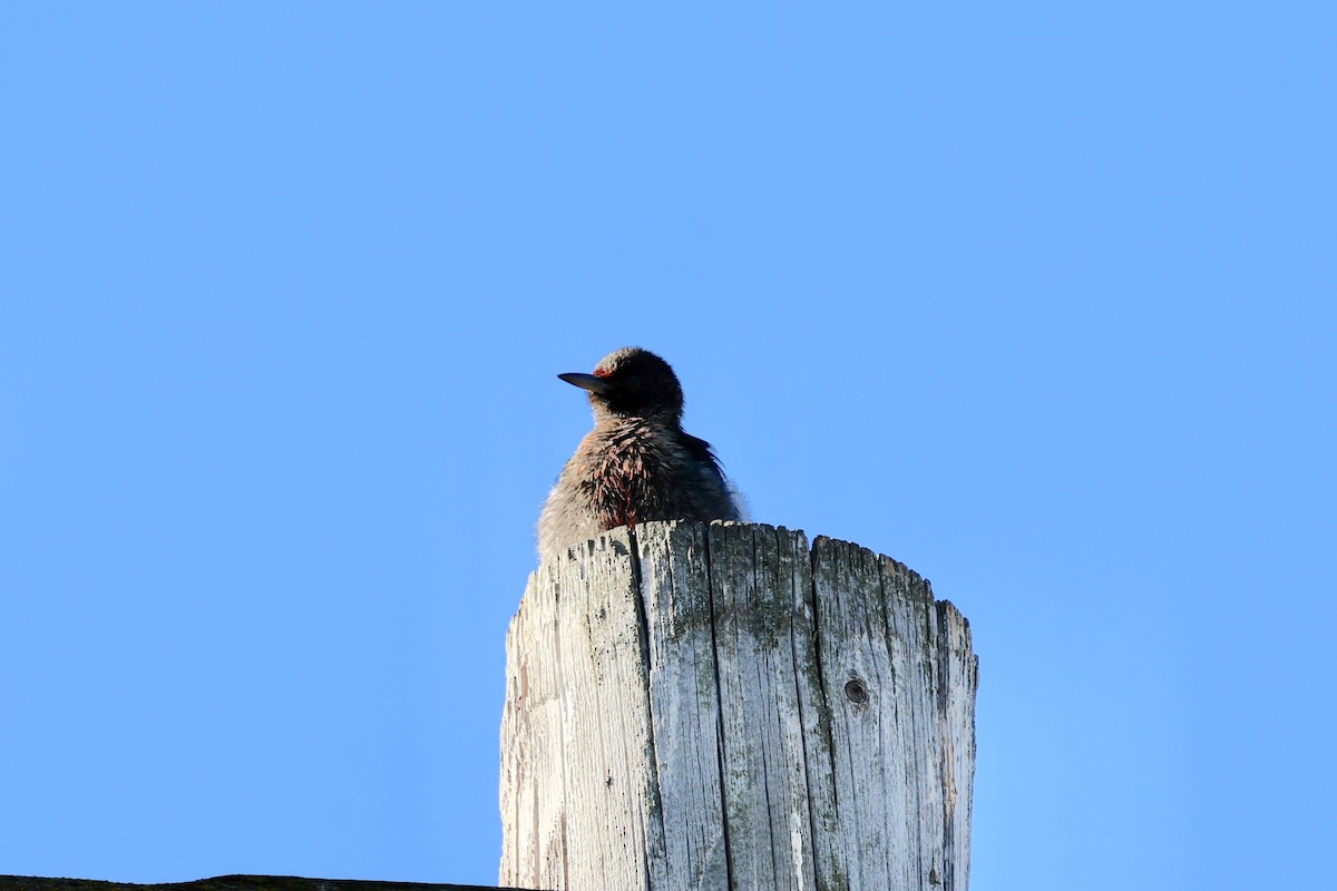 Lewis's Woodpecker - ML642828644