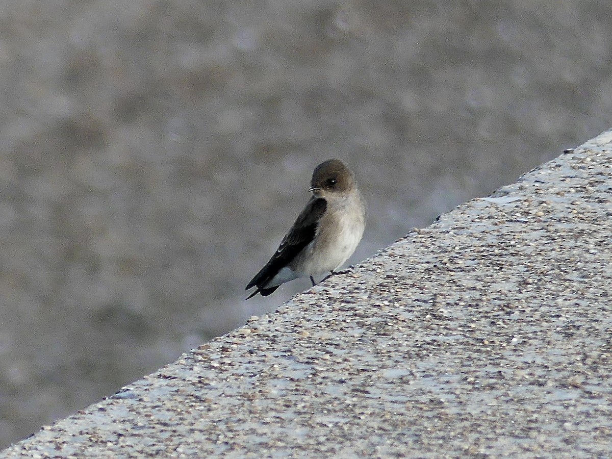Northern Rough-winged Swallow - ML642828646