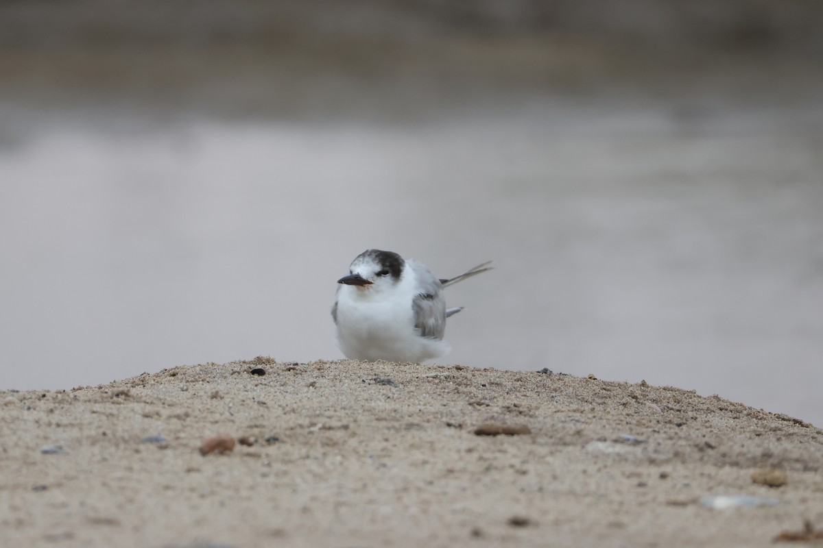 Common Tern - ML642828649
