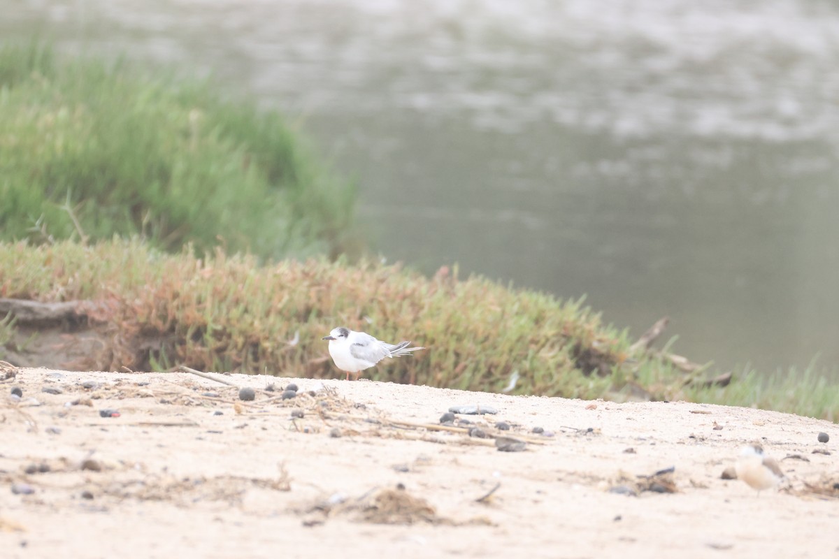 Common Tern - ML642828650