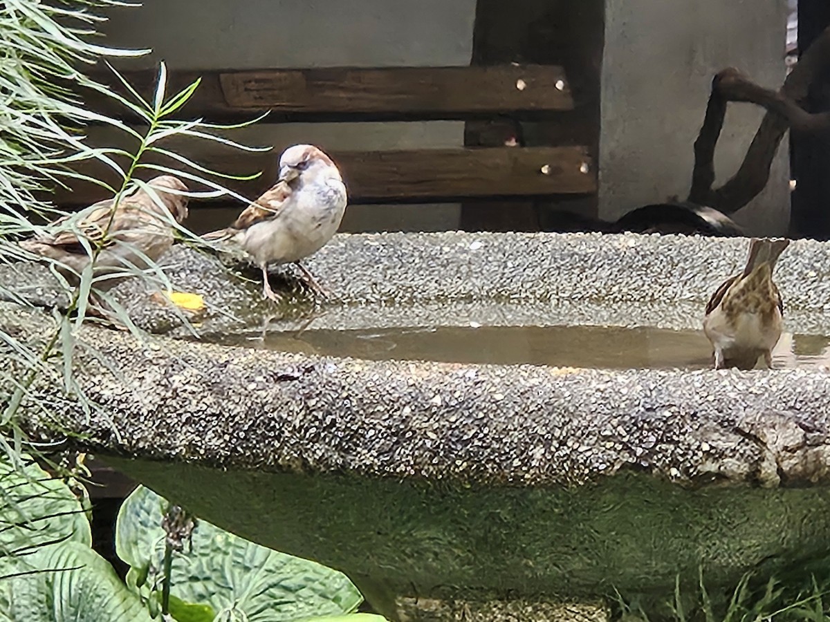 House Sparrow - ML642828652