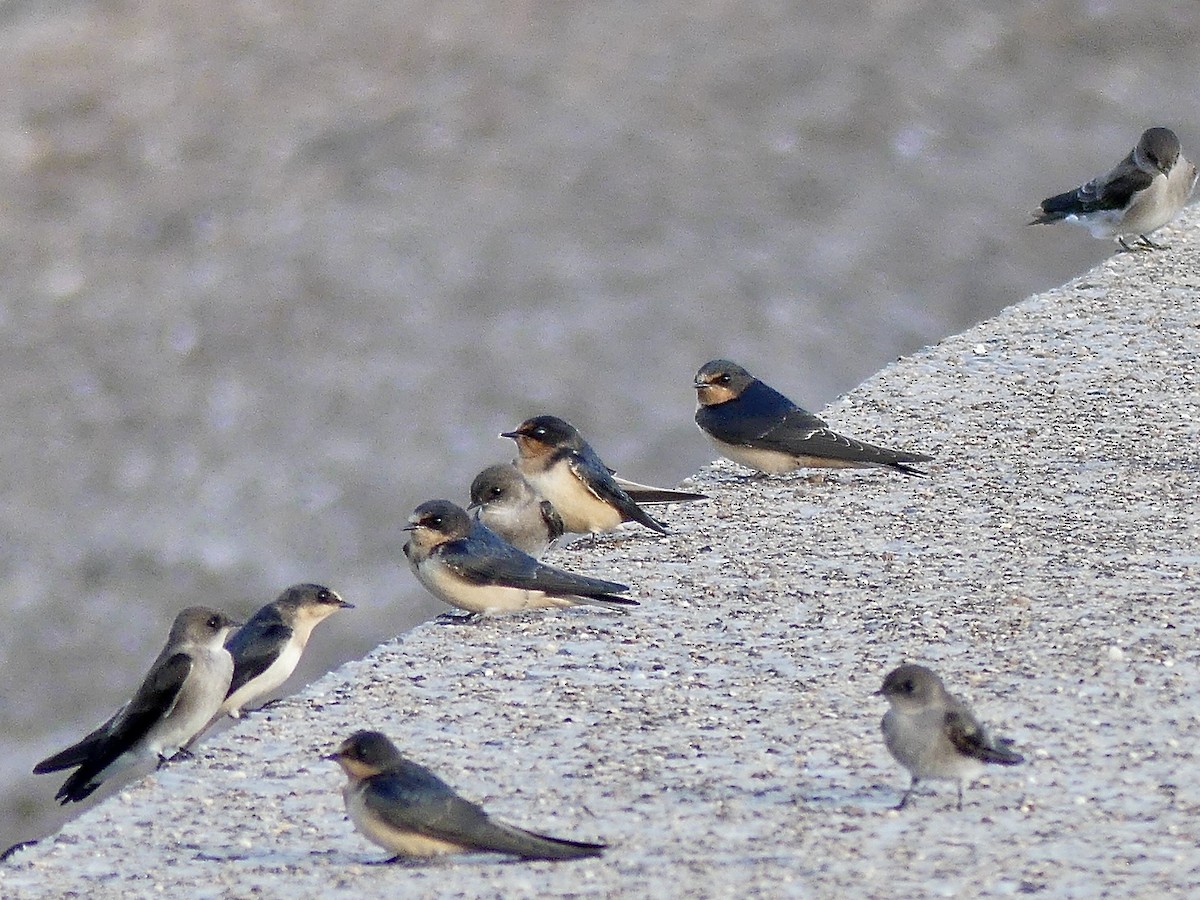 Barn Swallow - ML642828655