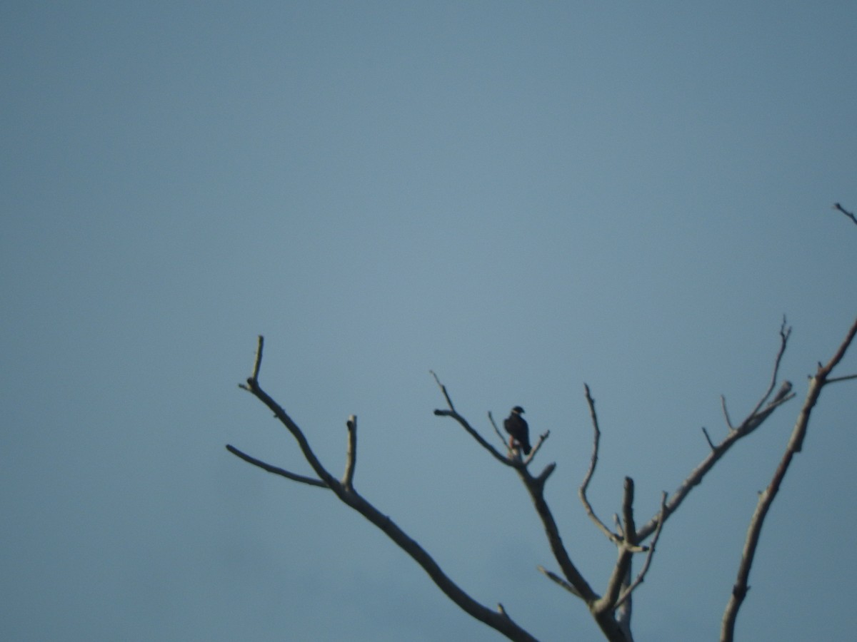 Bat Falcon - ML642828659