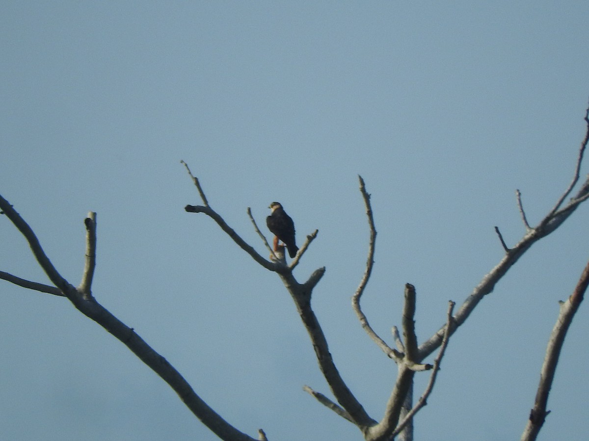 Bat Falcon - ML642828660