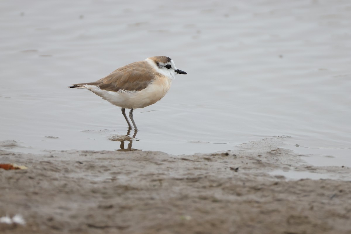 Weißstirn-Regenpfeifer - ML642828662