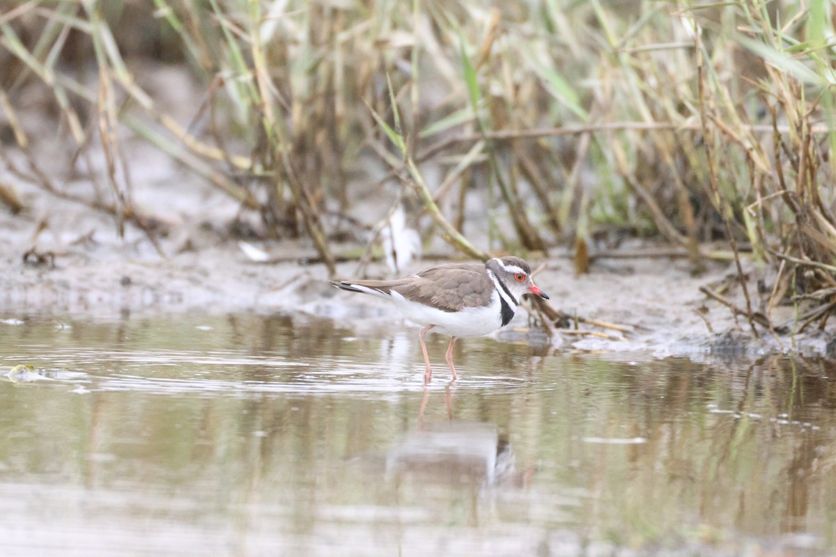 Three-banded Plover - ML642828667